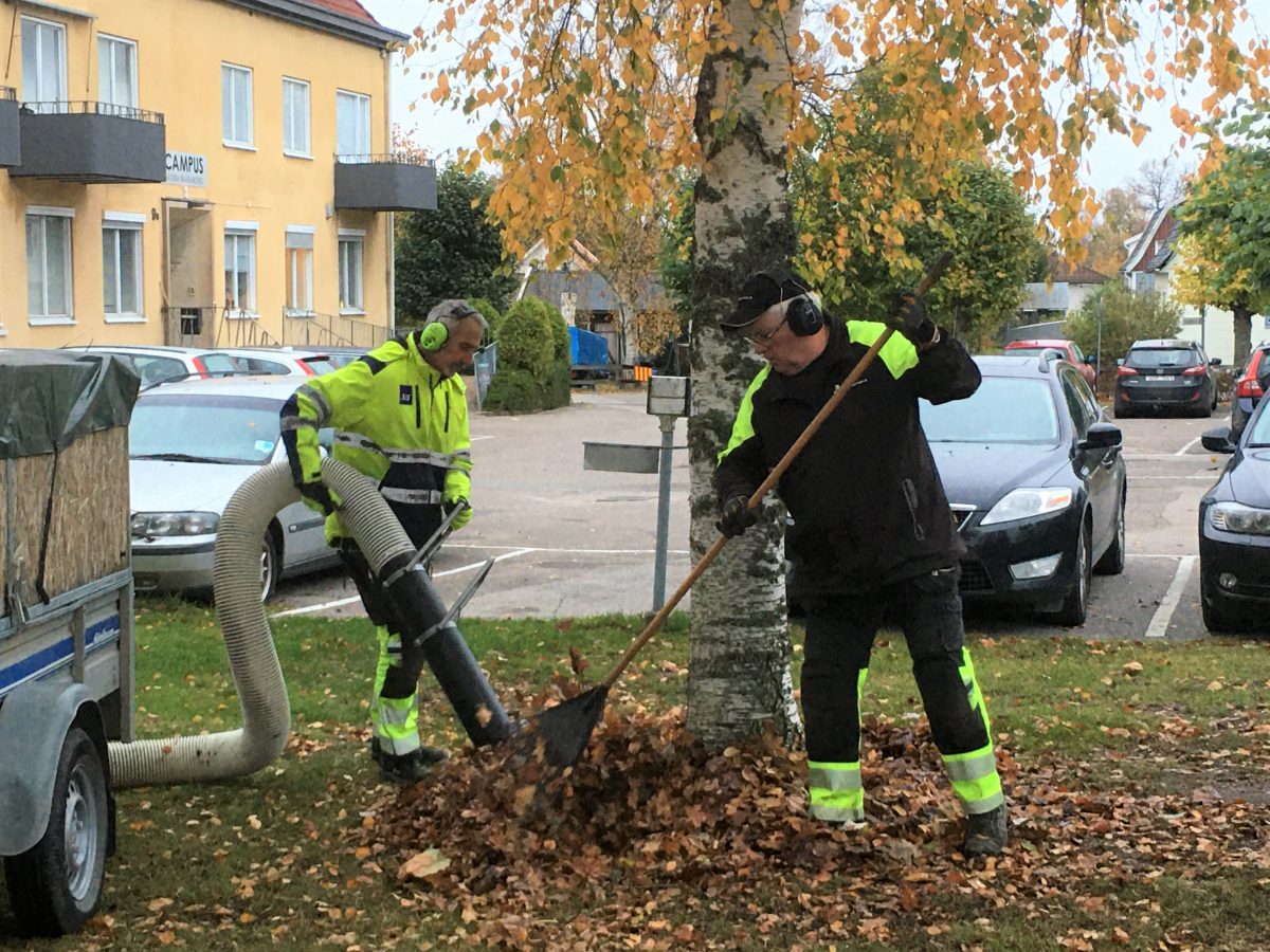 Lövsug och krattning